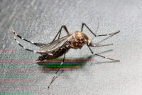 Ilustrasi Nyamuk Chikungunya. (Foto: dok. Istimewa)
