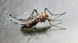 Ilustrasi Nyamuk Chikungunya. (Foto: dok. Istimewa)
