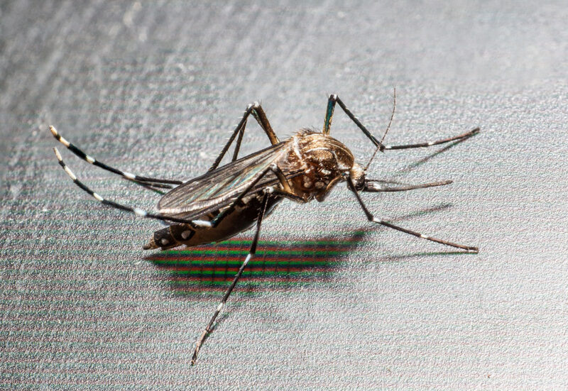 Ilustrasi Nyamuk Chikungunya. (Foto: dok. Istimewa)