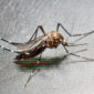 Ilustrasi Nyamuk Chikungunya. (Foto: dok. Istimewa)