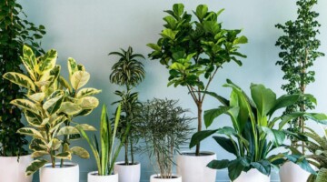 10 Jenis Tanaman Hias yang Mudah Dirawat untuk Pemula