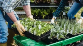 Cara Menggunakan Generator untuk Menumbuhkan Kebun yang Subur dan Berkelanjutan